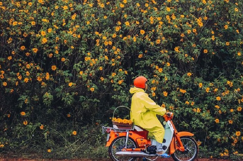 Cảm nhận sắc vàng rực rỡ của Hoa dã quỳ