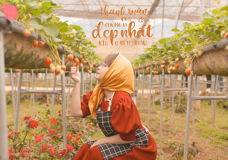 Địa điểm sống ảo Đà Lạt độc đáo: Khu vườn dâu tây