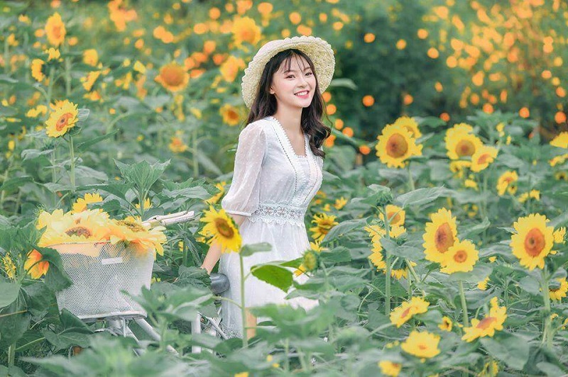 Vườn hoa Hướng Dương Đà Lạt nở vào khoảng tháng 11