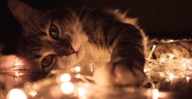Chụp ảnh ở nhiều góc độ