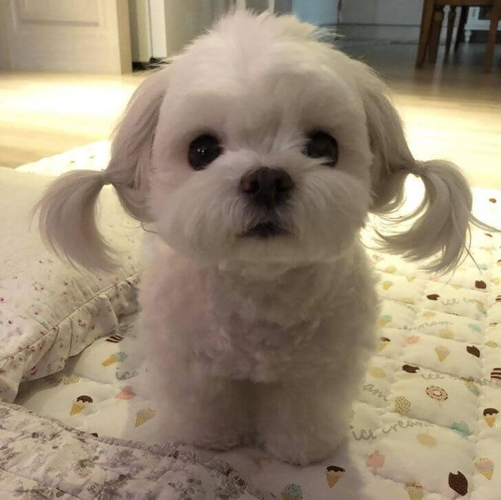 Để chó nhìn thẳng vào bức ảnh