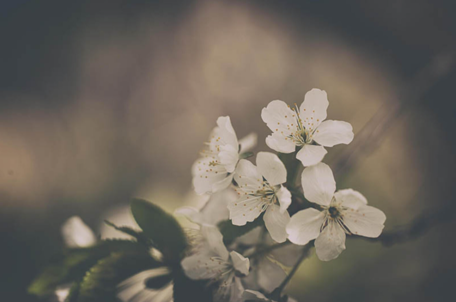 Ảnh với hiệu ứng vintage