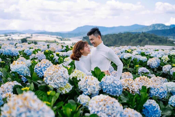 Đồi hoa Cẩm Tú Cầu