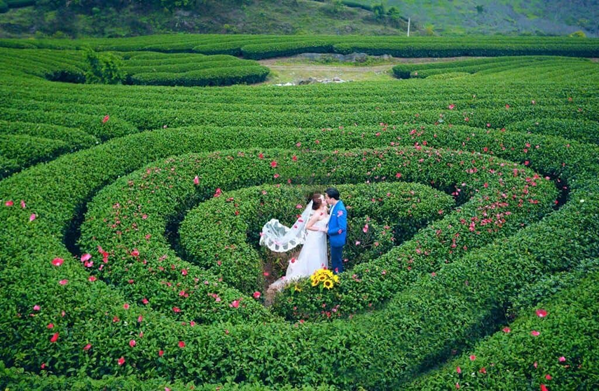 Đồi chè tại Mộc Châu