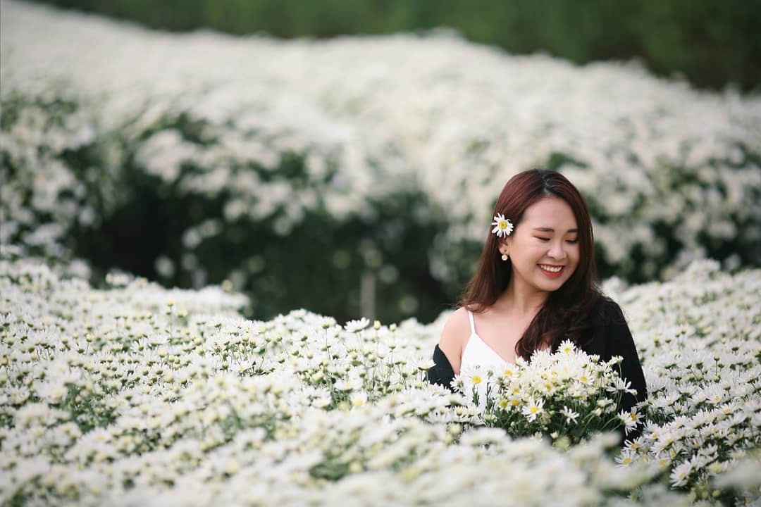 Cánh đồng cúc họa mi - Ảnh: @ heidibeauty.1604