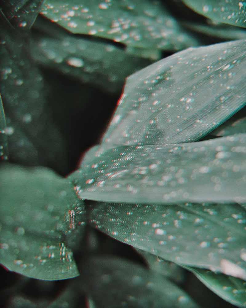 Dewy leaves edited with 'Afterlight 2'.