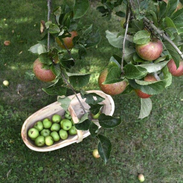 Cottagecore với những mảng màu đậm chất vùng quê