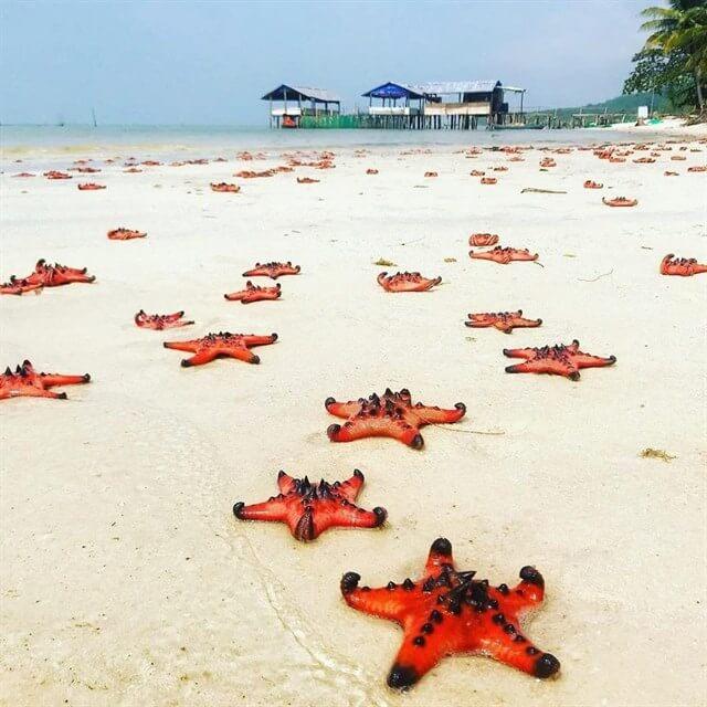 Sao biển phủ khắp bãi biển ở làng chài Rạch Vẹm