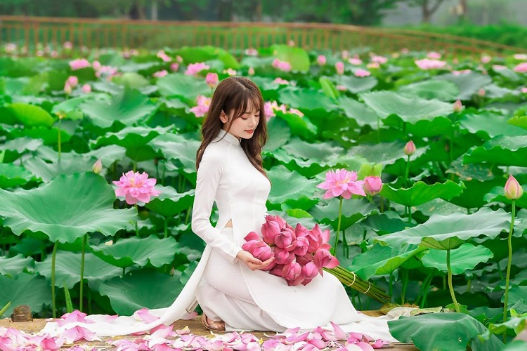 Bông Sen nở rộ luôn được chăm sóc kỹ càng
