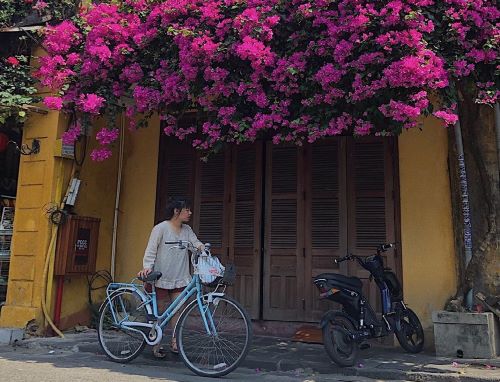 Chụp ảnh đẹp ở Hội An thật dễ dàng với những giàn hoa giấy