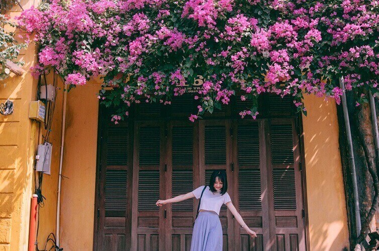 Giàn hoa giấy đẹp mê ly dưới ánh nắng