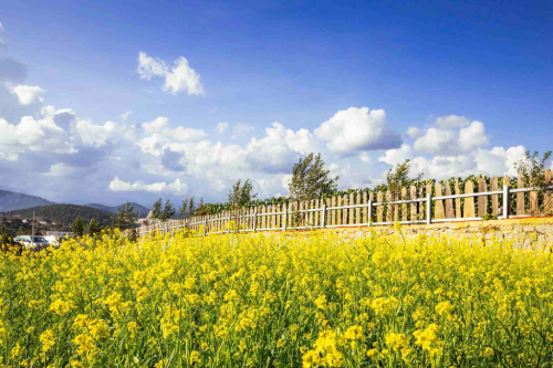 Check in chụp hình tại vườn hoa vàng rực rỡ