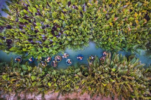Khu rừng nhìn từ trên cao