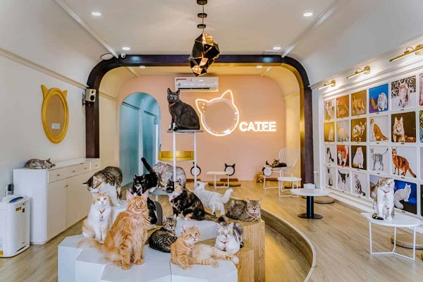 Không gian ngọt ngào tại CATFE Coffee