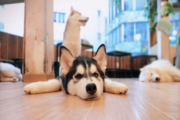 Một bé Husky mini cực dễ thương tại Hachiko Coffee