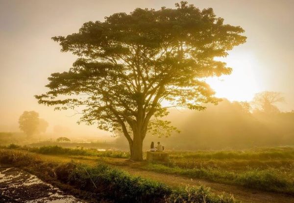 Khung cảnh ráng chiều cực thơ mộng tại cây cô đơn Huế
