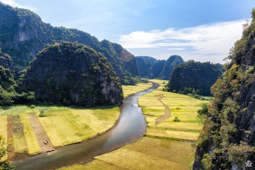 Tam Cốc mùa lúa chín