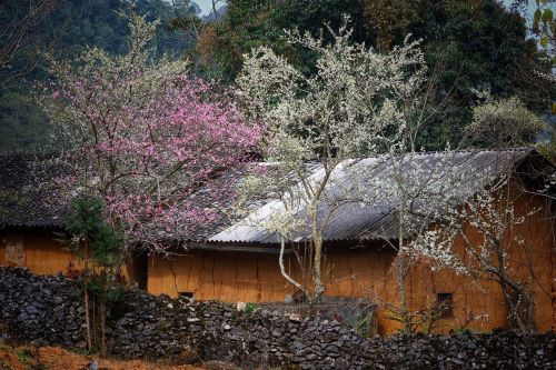 Hoa xuân ở Hà Giang