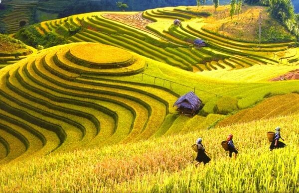 Thung lũng Mường Hoa vào mùa lúa chín