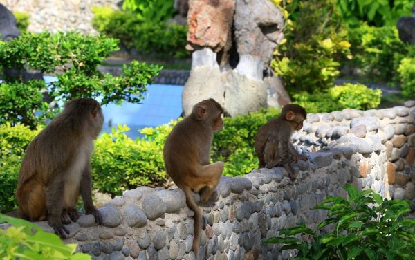 Hoa Quả Sơn của Nha Trang