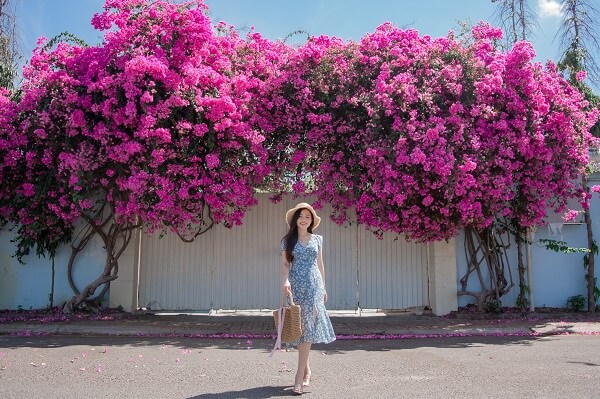 Hoa giấy tại Vũng tàu là chỗ chụp ảnh đẹp nhất được đề cử