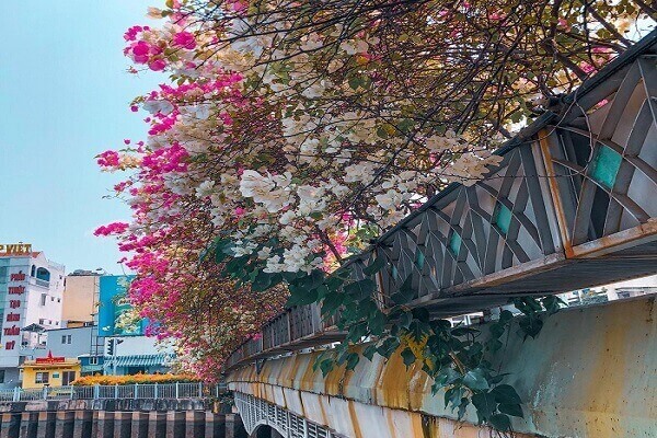Giàn hoa giấy trên cầu Lê Văn Sỹ