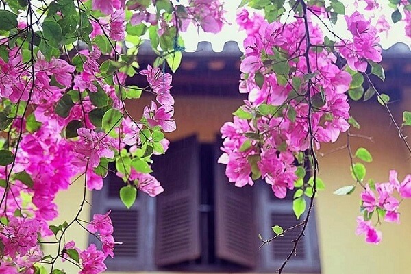 Hoa giấy Hội An đẹp mê hồn