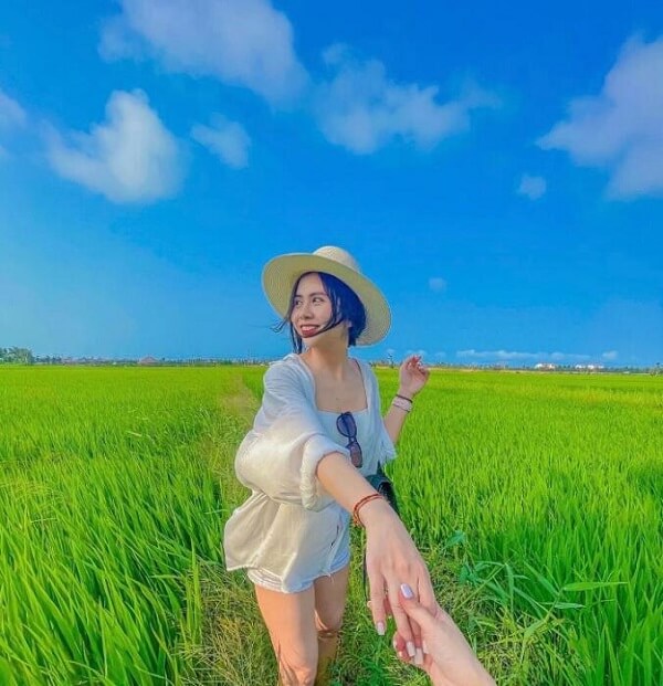 Đồng lúa ở Hội An