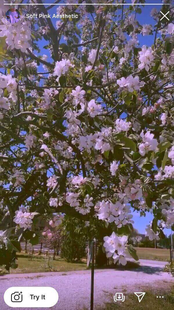 Filter Soft Pink Aesthetic tỏa ra năng lượng cực “yêu đời”