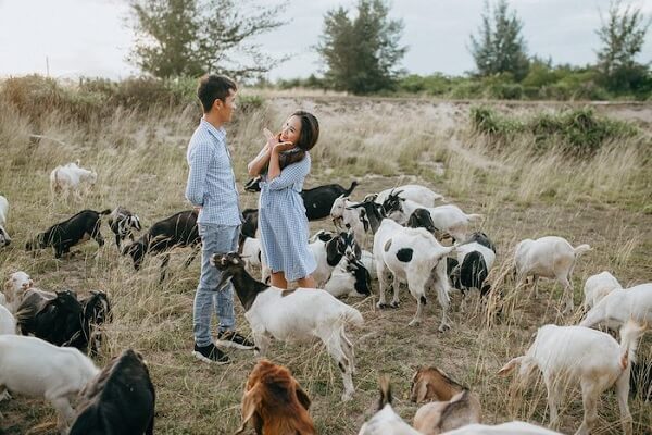 Bãi dê là một trong những nơi chụp ảnh đẹp ở Hội An mà bạn phải thử