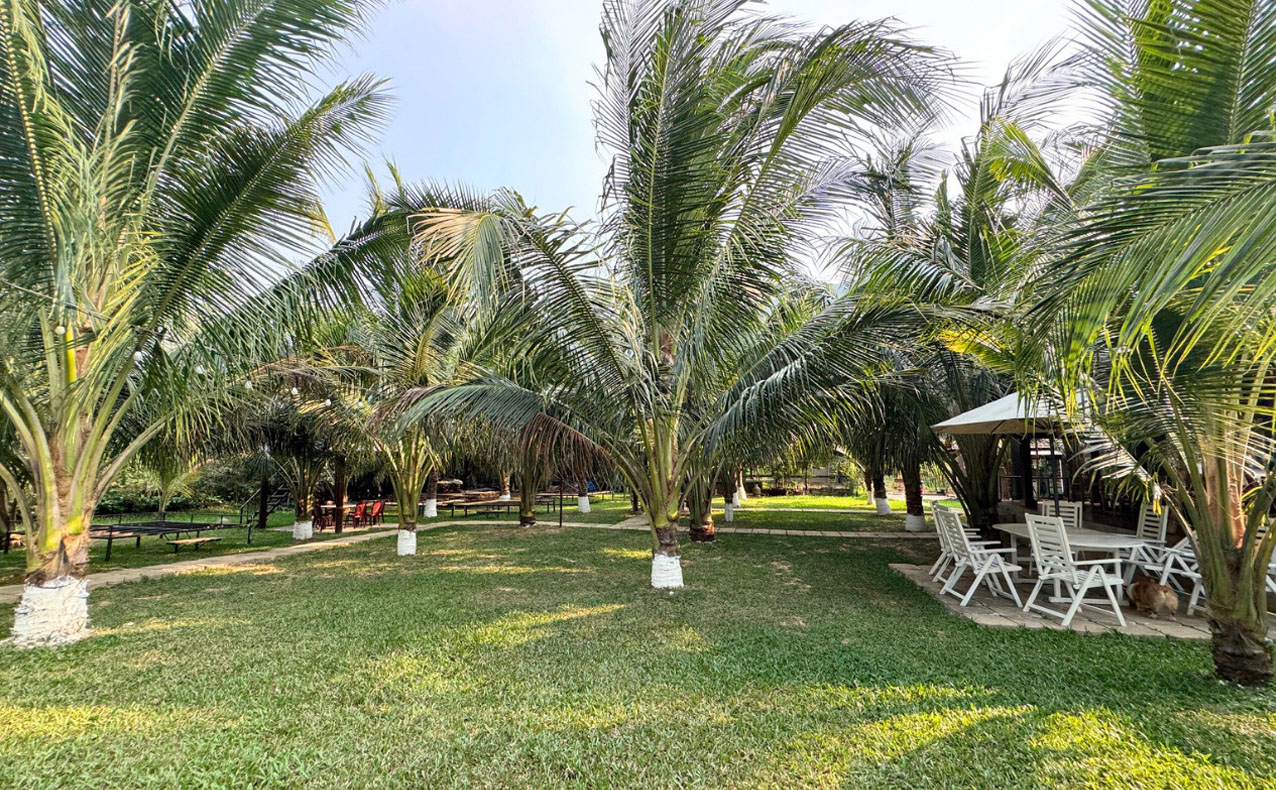 Con hẻm trung tâm được bao phủ bởi hàng dừa xanh mát — không gian yên bình đặc trưng của du lịch chậm và hoài cổ tại miền Trung Việt Nam