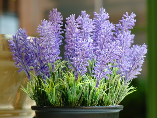 Cây Oải Hương – thúc đẩy bình an và thư giãn, lý tưởng cho phòng ngủ phong thủy hiện đại