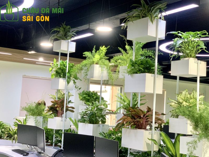 Cây Lưỡi Hổ – cây phong thủy may mắn phù hợp đặt trong phòng ngủ 2026