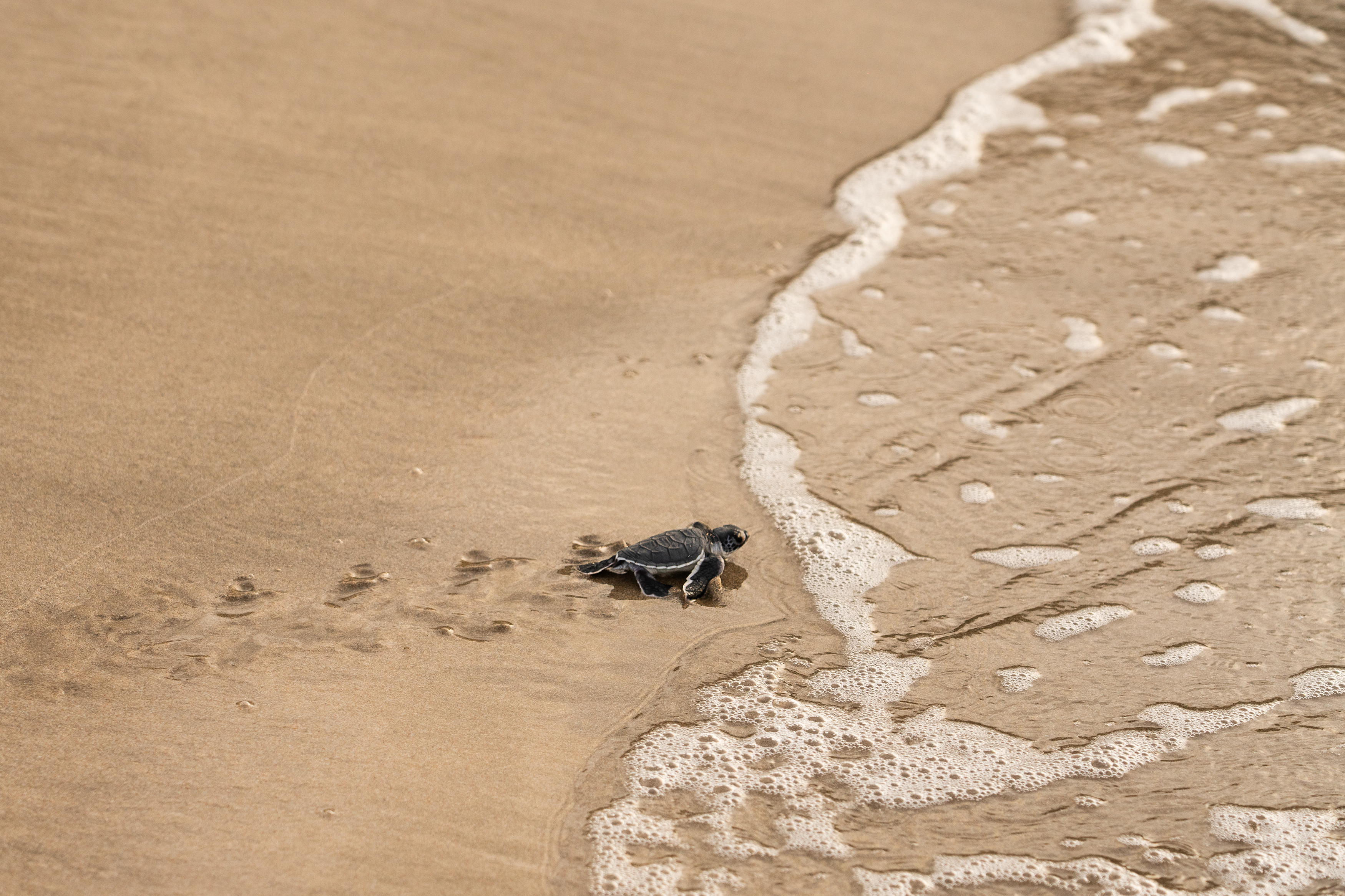 Khách nghỉ tham gia thả rùa biển về đại dương tại Six Senses Con Dao