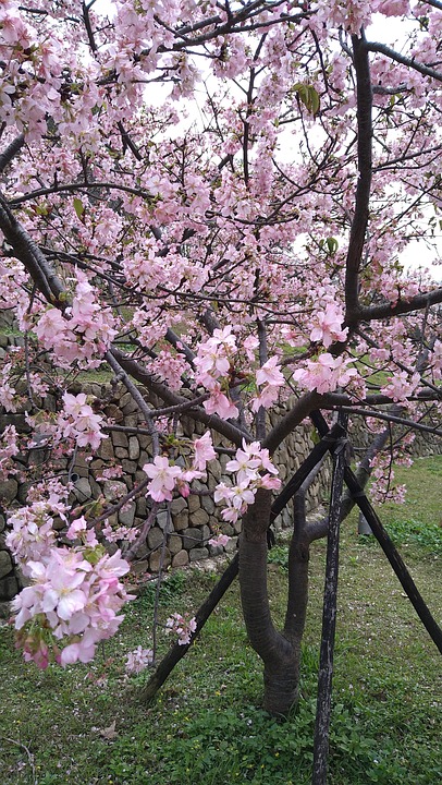 Chụp ảnh hoa anh đào vào buổi sáng sớm để có ánh sáng đẹp nhất