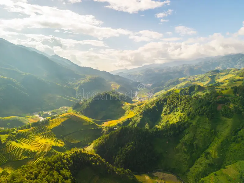 Sapa rice terraces golden harvest season with H'Mong women in traditional indigo dress