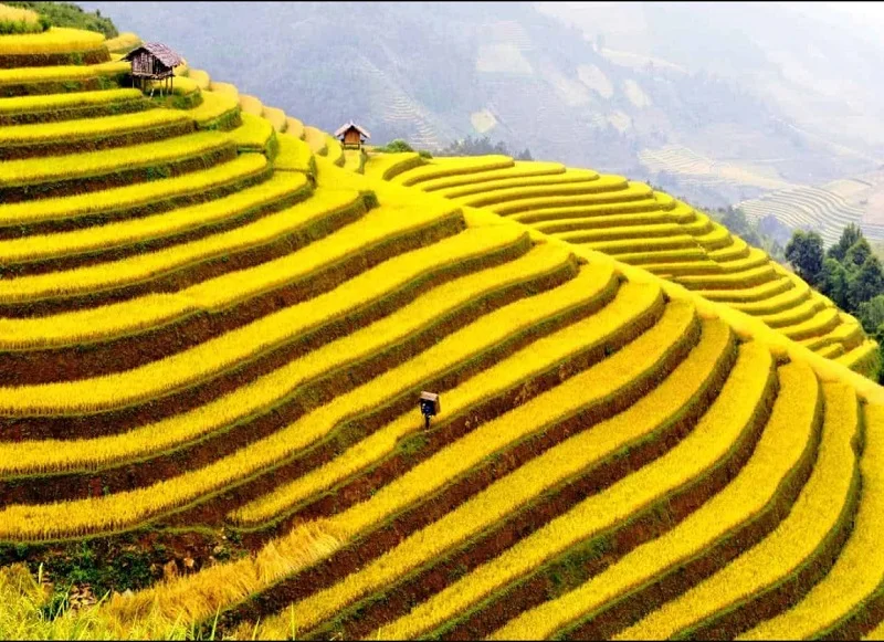 Trekking Sapa – ruộng bậc thang và bản làng dân tộc thiểu số tại Lào Cai