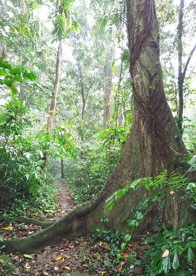 Rừng nhiệt đới xanh tươi tại vườn quốc gia Cúc Phương Việt Nam