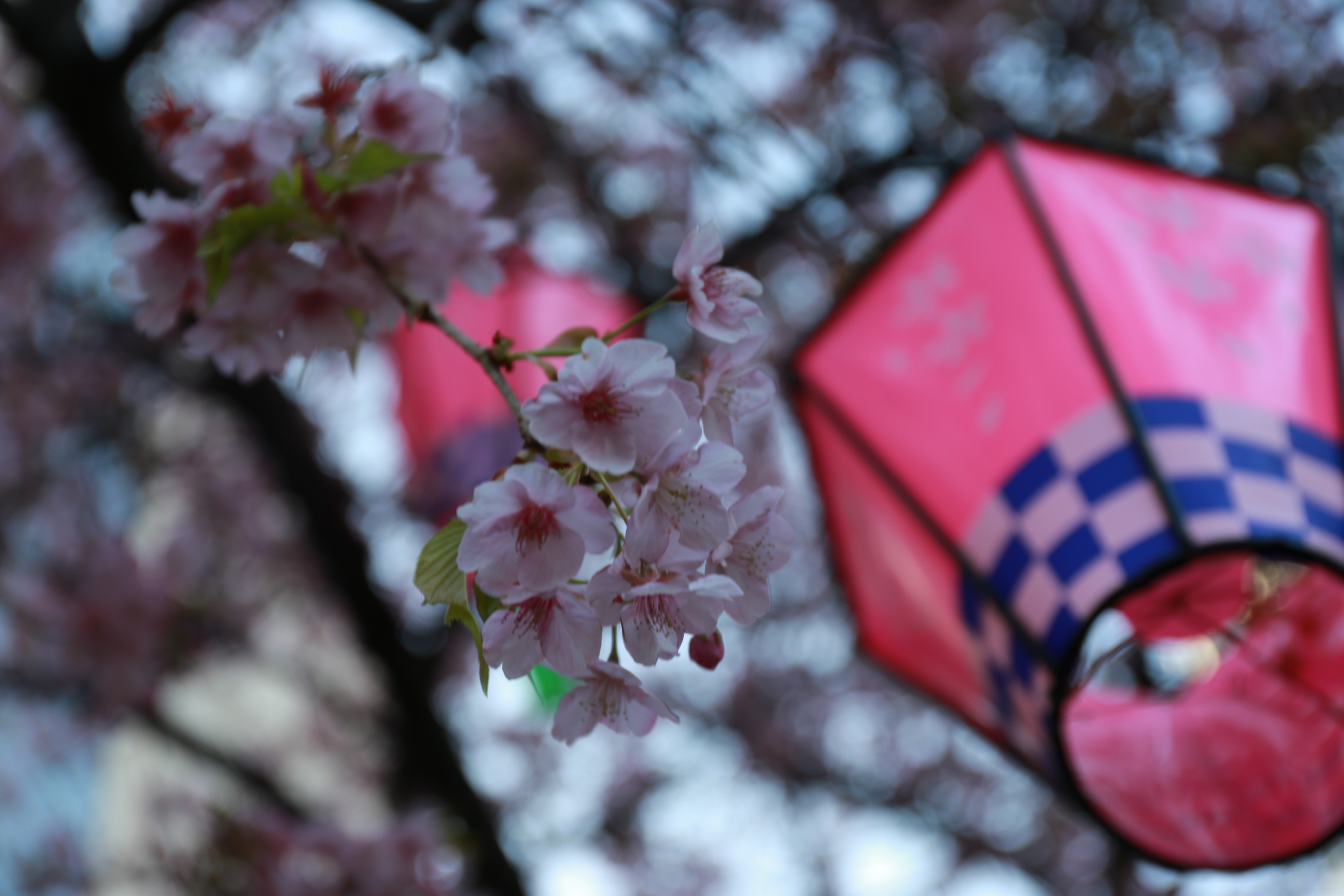 Early morning cherry blossom park Tokyo empty peaceful golden hour