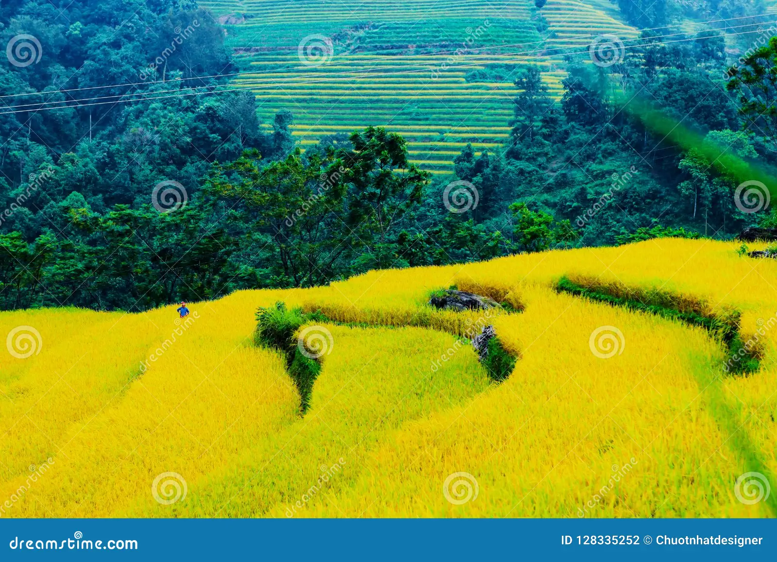 Dramatic mountain road winding through terraced rice fields in Hà Giang during harvest season