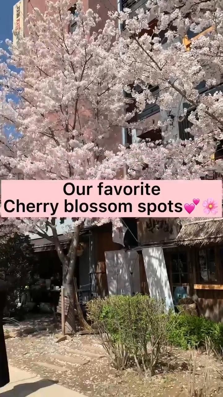 Hidden cherry blossom spot quiet river path Korea off the beaten path