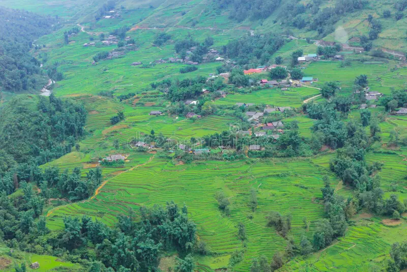 Ruộng bậc thang vàng óng mùa lúa chín tại thung lũng Mường Hoa Sapa