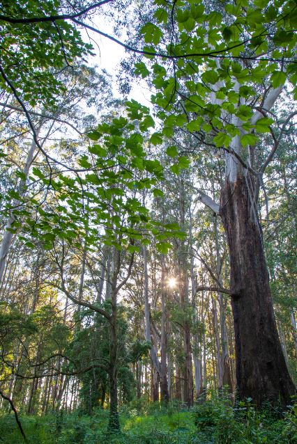 Người đi bộ chậm rãi trong rừng tuyết tùng Nhật Bản, ánh sáng xuyên qua tán cây